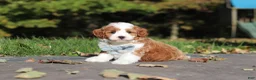 Cavapoo dogs for sale: Pumpkin - Ad 11