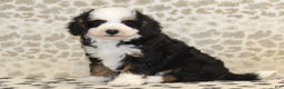 Mini Bernedoodle dogs for sale: Nate - Ad 3