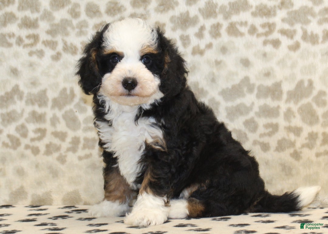 Mini Bernedoodle dogs for sale: Nate - Ad 3