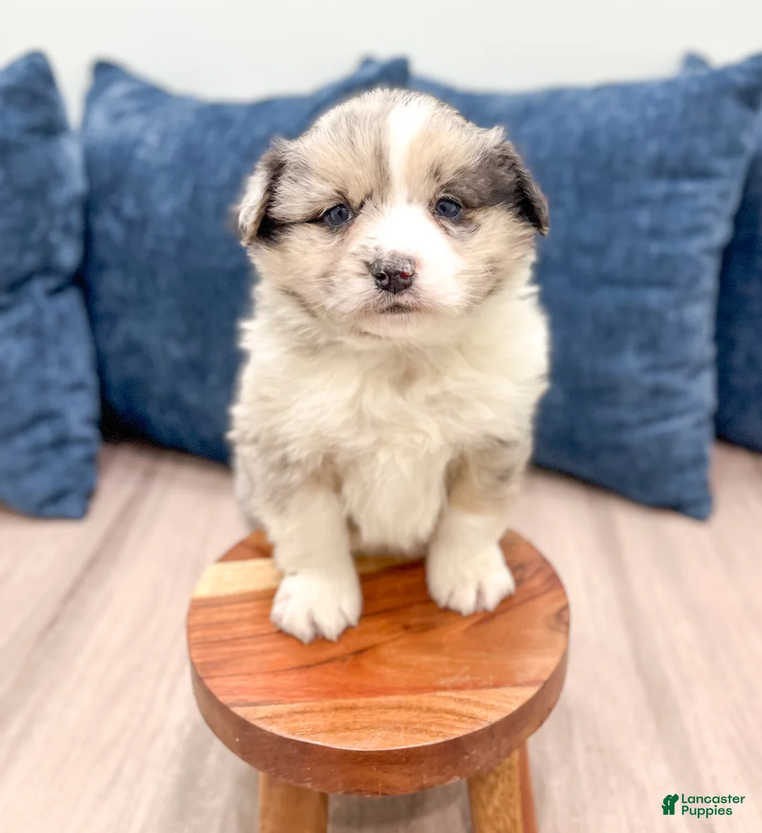 Australian Shepherd dogs for sale: Monty - Ad 2