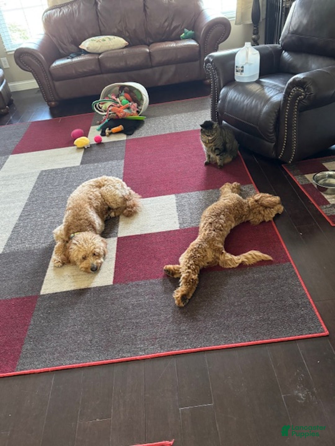 Gallery Image {{count}}