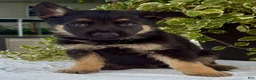 German Shepherd dogs for sale: Ruger - Ad 1