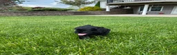 Cocker Spaniel dogs for sale: Avery - Ad 4