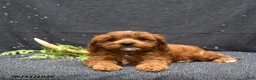 Cavapoo dogs for sale: Levi - Ad 4