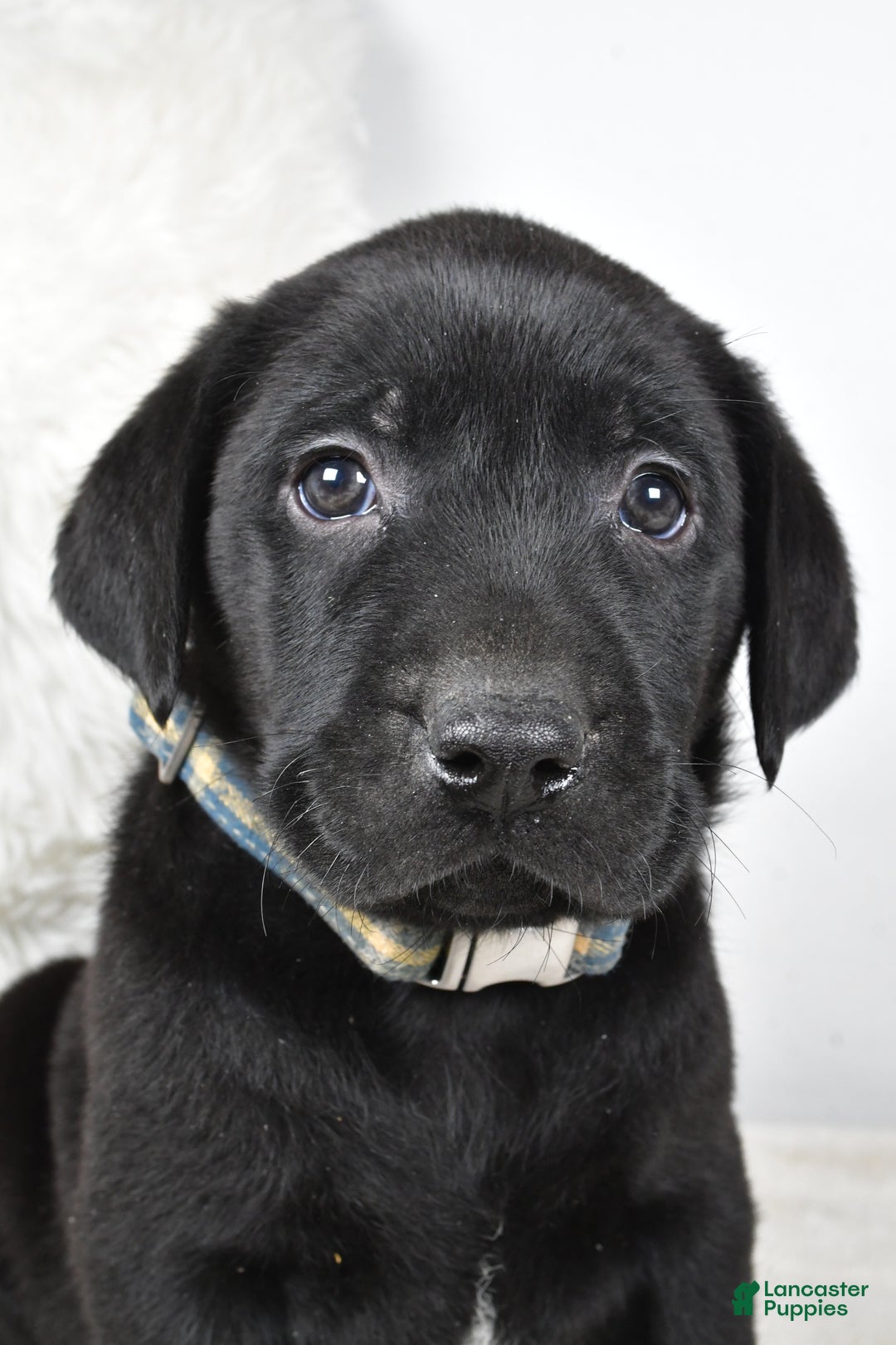 Labrador Retriever dogs for sale: Max - Ad 3