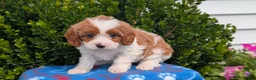 Cavapoo dogs for sale: Nala - Ad 5