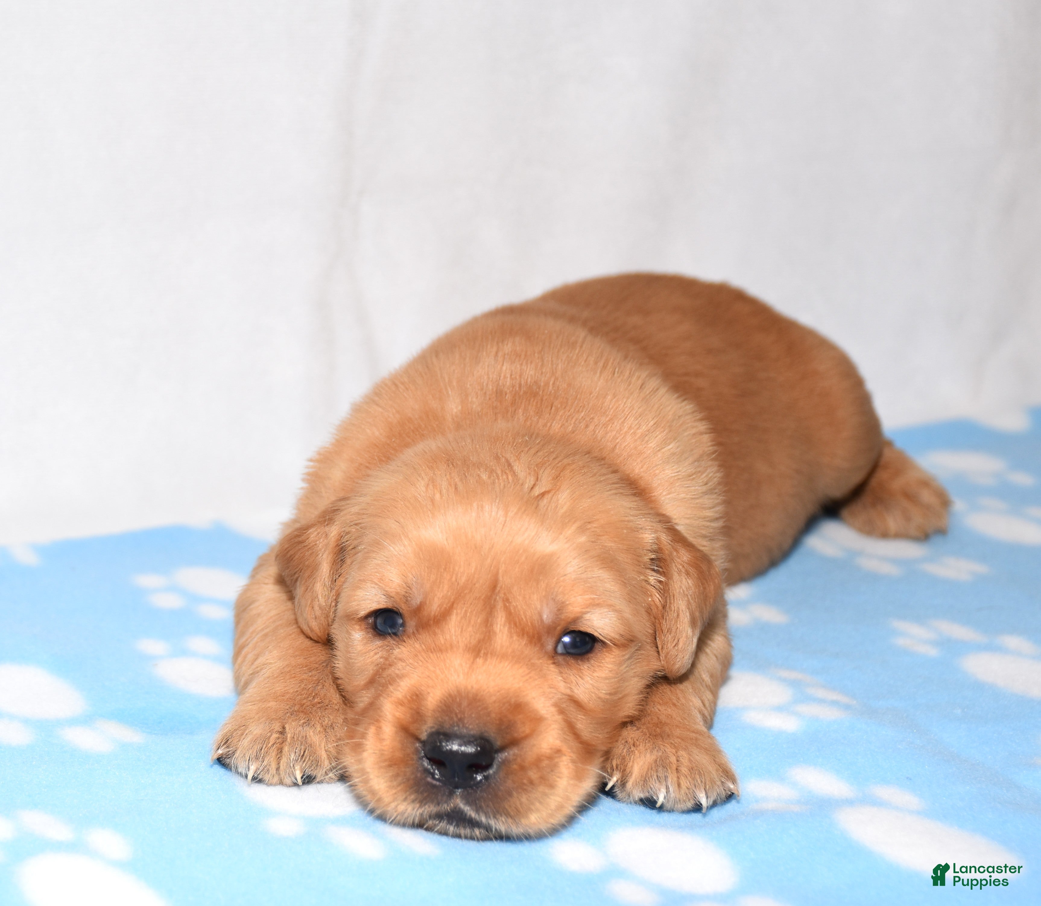 Golden Retriever dogs Atlas - Ad 2