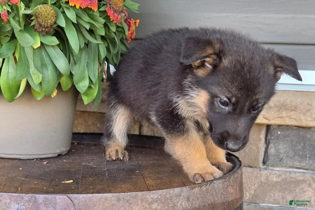 German Shepherd dogs for sale: Asher - Ad 1