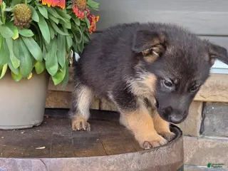 German Shepherd dogs Asher - Ad 7