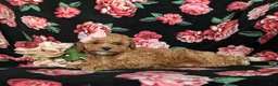 Toy Poodle dogs for sale: Peaches 9 lbs Full Grown - Ad 4