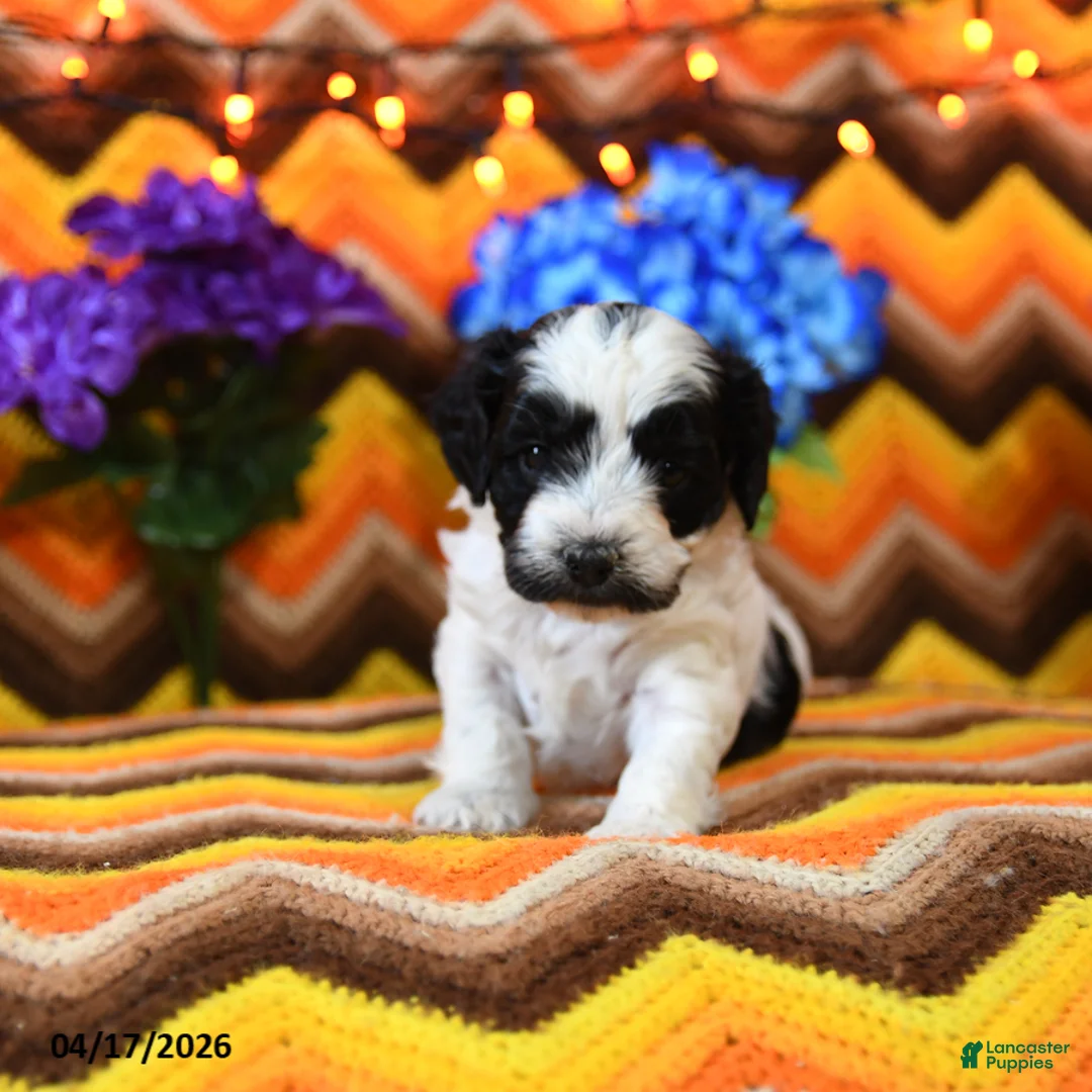 Teddy Bear dogs for sale: Kimble - Ad 2