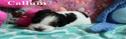 Cocker Spaniel dogs for sale: Callum - Ad 1