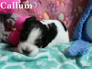 Cocker Spaniel dogs Callum - Ad 15