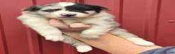 Mixed Breed dogs for sale: Mixed Breed 6 - Ad 1