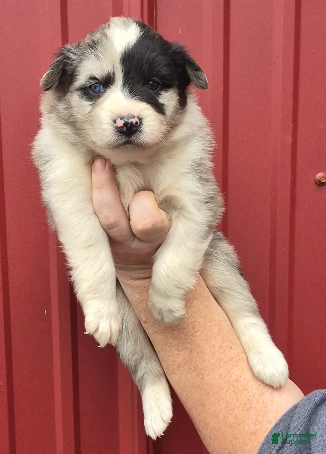 Mixed Breed dogs for sale: Mixed Breed 6 - Ad 1