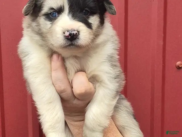 Mixed Breed dogs for sale: Mixed Breed 6 - Ad 15