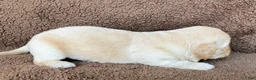 Miniature Dachshund dogs for sale: BROWNIE THE TOUCHDOWN SUPERSTAR - Ad 10