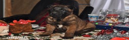 Belgian Malinois dogs for sale: Lucky - Ad 2