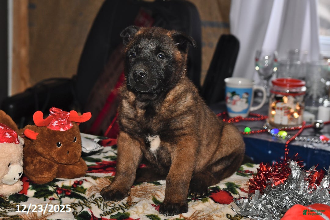 Belgian Malinois dogs for sale: Lucky - Ad 2