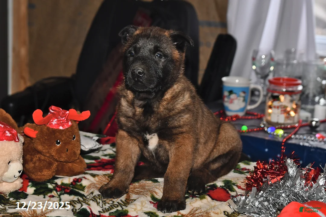 Belgian Malinois dogs for sale: Lucky - Ad 7