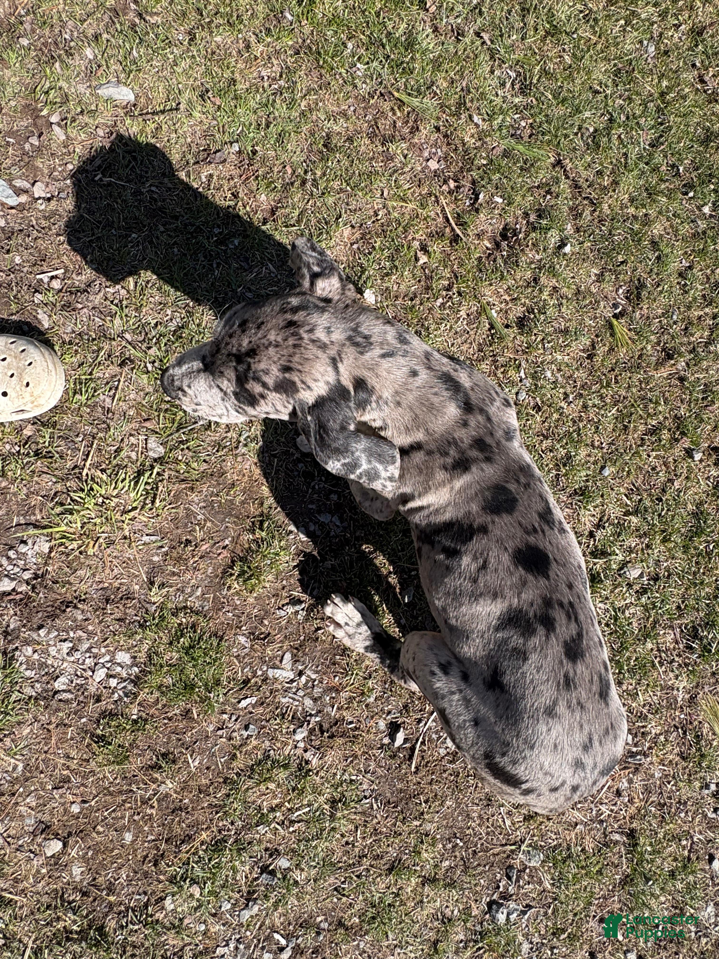 Great Dane dogs Great Dane Puppy 4 - Ad 2