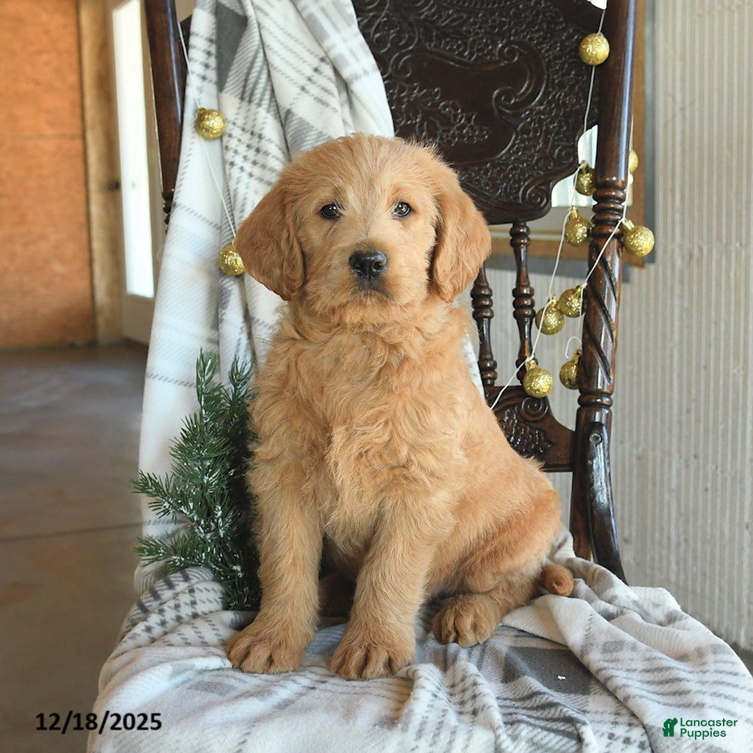 Labradoodle dogs for sale: Duke - Ad 3