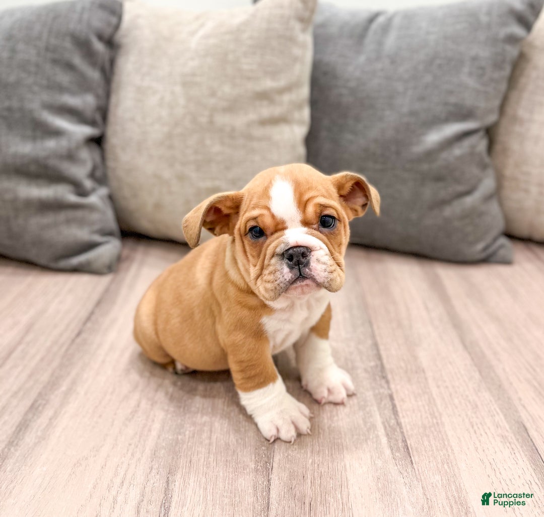 Mixed Breed dogs for sale: Bella - Ad 3