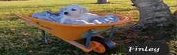Golden Retriever dogs for sale: Finley  - Ad 4
