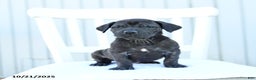 Mixed Breed dogs for sale: Alivia - Ad 3