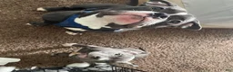 American Bully dogs for sale: Sky - Ad 8