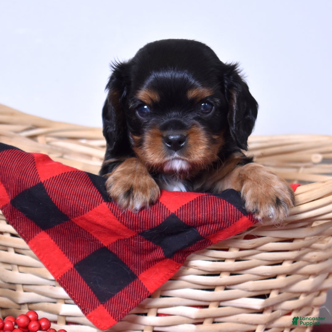 Cavalier King Charles Spaniel dogs for sale: Ranger  - Ad 1