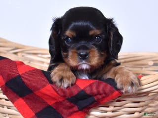 Cavalier King Charles Spaniel dogs Ranger - Ad 8