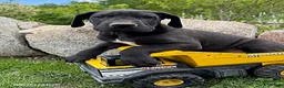 Great Dane dogs for sale: Teddy - Ad 3