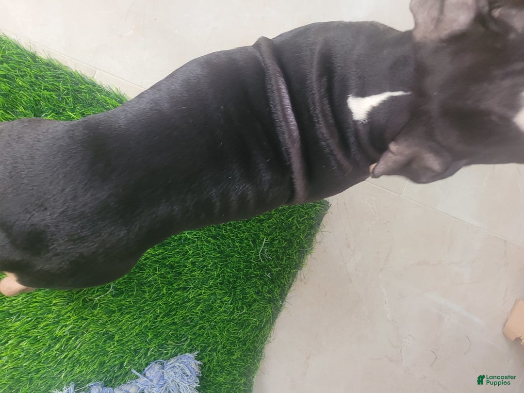 Mixed Breed dogs for sale: Sweet Pea - Ad 3