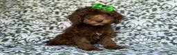 Cavapoo dogs for sale: Claire - Ad 7