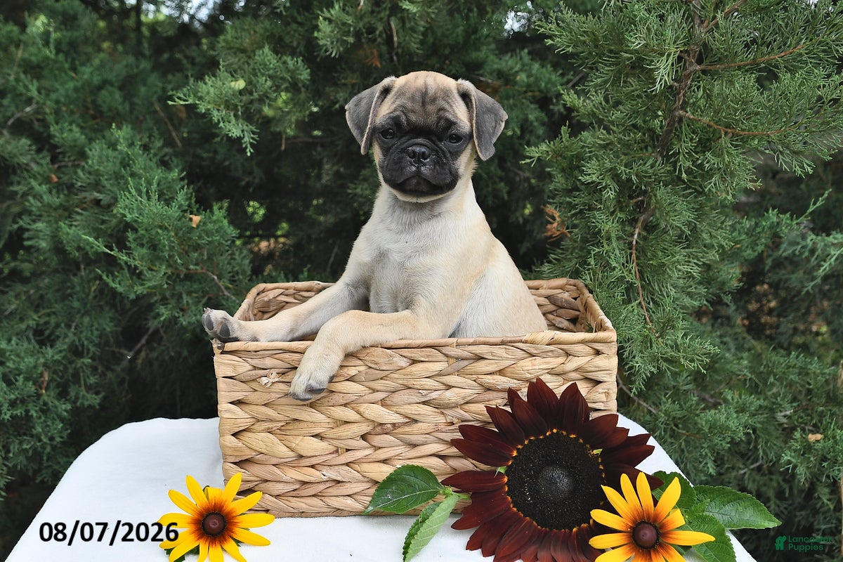 Puggle dogs Coffee - Ad 1