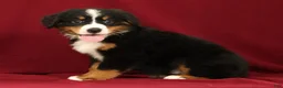 Bernese Mountain Dog dogs for sale: Flower - Ad 4