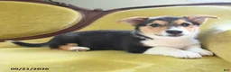 Welsh Corgi Pembroke dogs for sale: Champ  - Ad 9