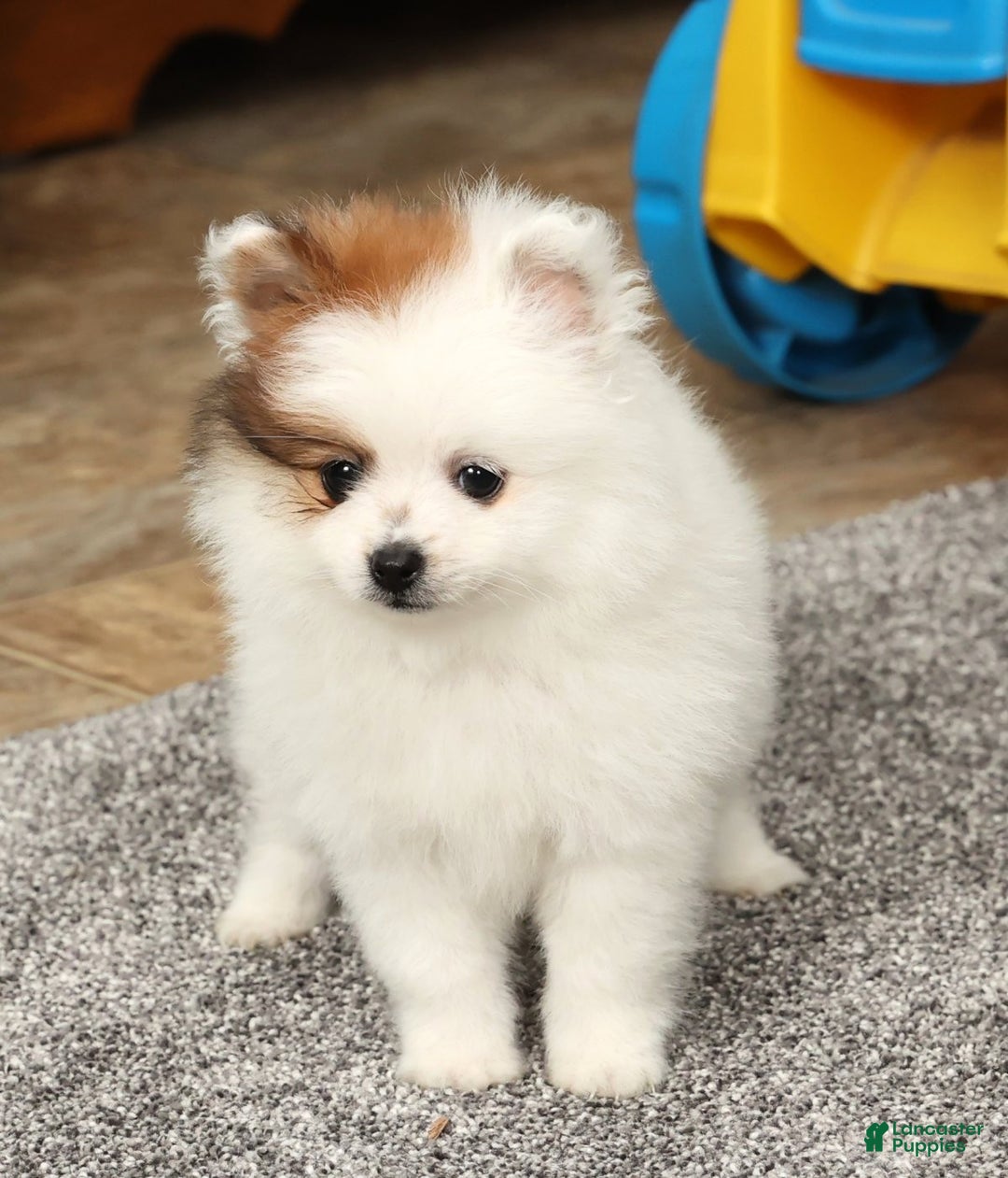 Pomeranian dogs for sale: Buster - Ad 7