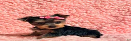Yorkshire Terrier dogs for sale: Ella teacup  - Ad 3