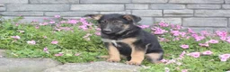 German Shepherd dogs for sale: Anson - Ad 9