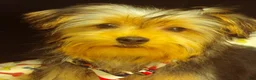 Yorkshire Terrier dogs for sale: Samson - Ad 12