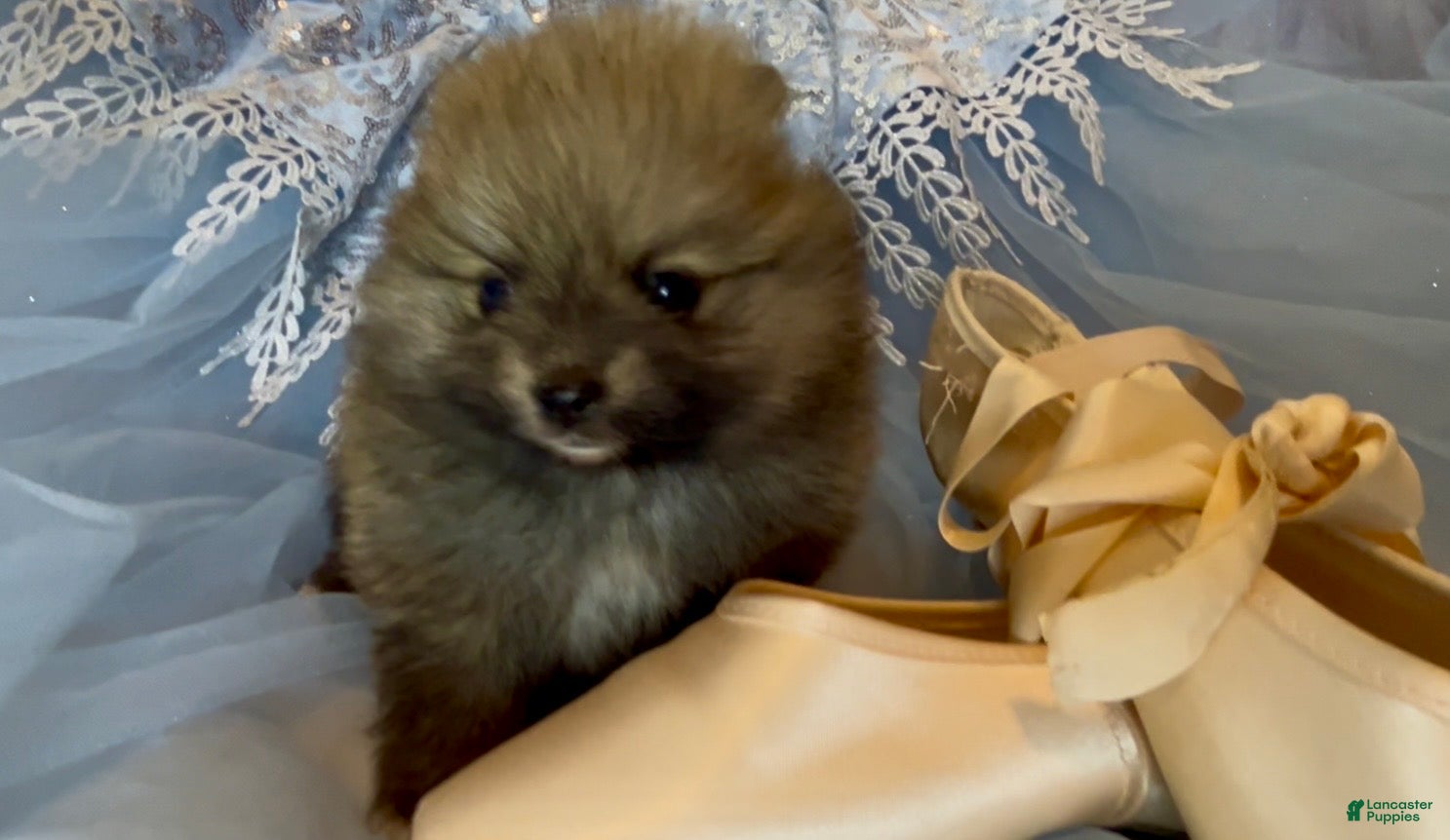 Pomeranian dogs Tiramisu - Ad 2