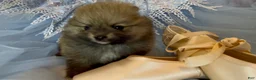 Pomeranian dogs for sale: Tiramisu - Ad 2