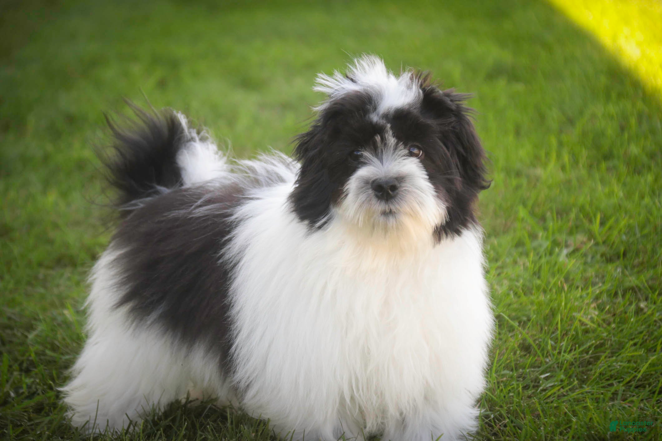 Havanese dogs Ivan Havanese Puppy  - Ad 2