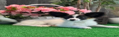 Rascal 