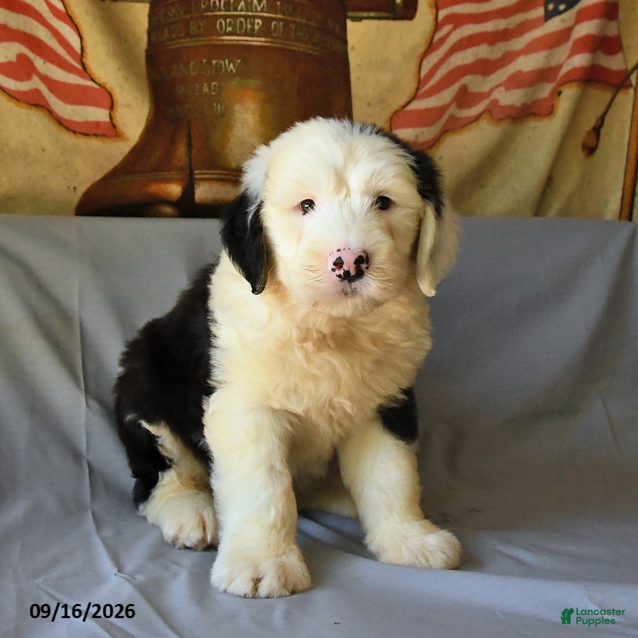 Old English Sheepdog dogs Flint - Ad 2