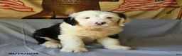 Old English Sheepdog dogs for sale: Flint - Ad 2