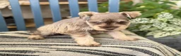Miniature Schnauzer dogs for sale: Silver - Ad 6