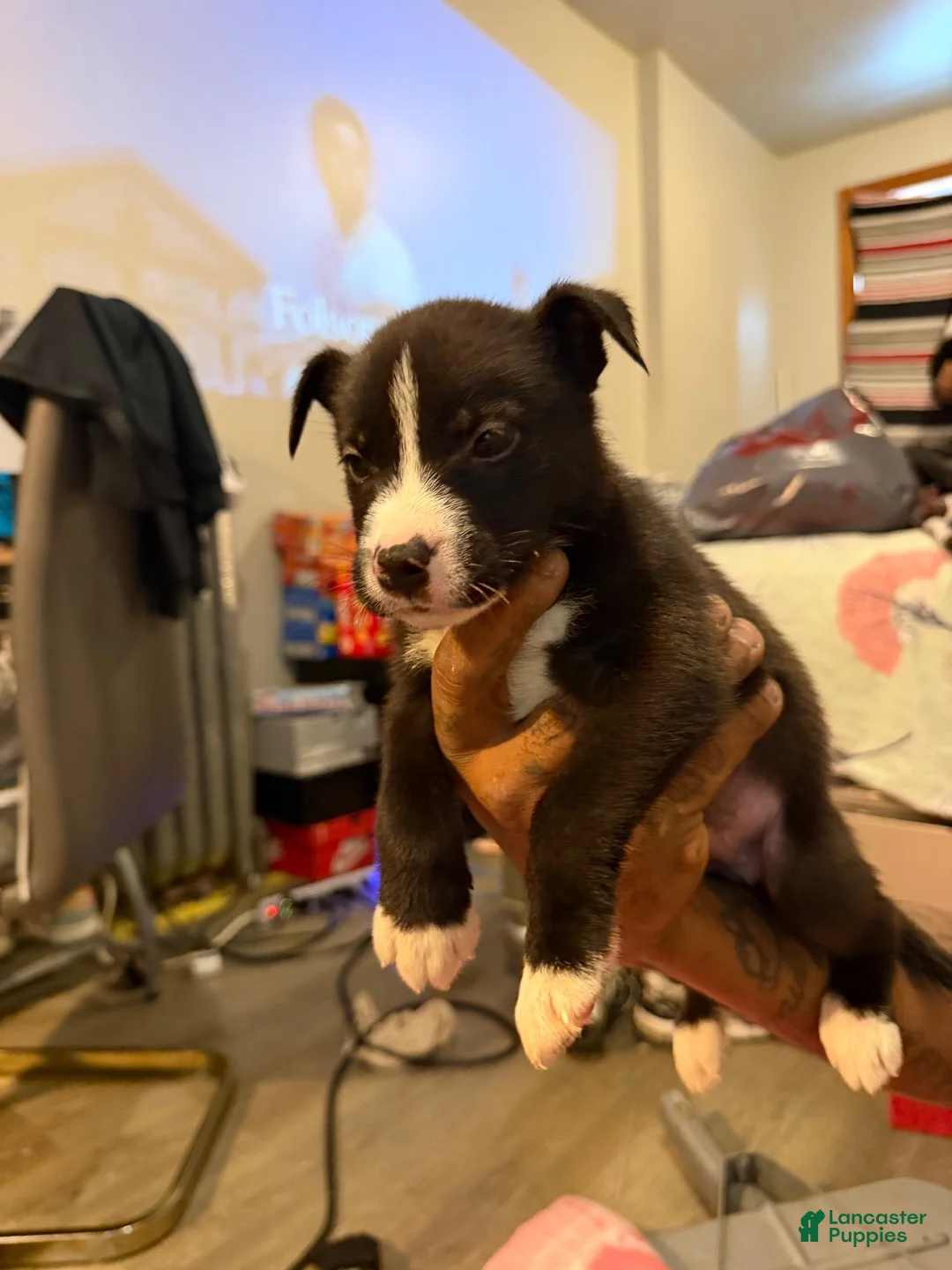 Mixed Breed dogs for sale: Mixed Breed 7 - Ad 1